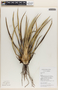 Yucca L., U.S.A., M. Böhlke 523, F
