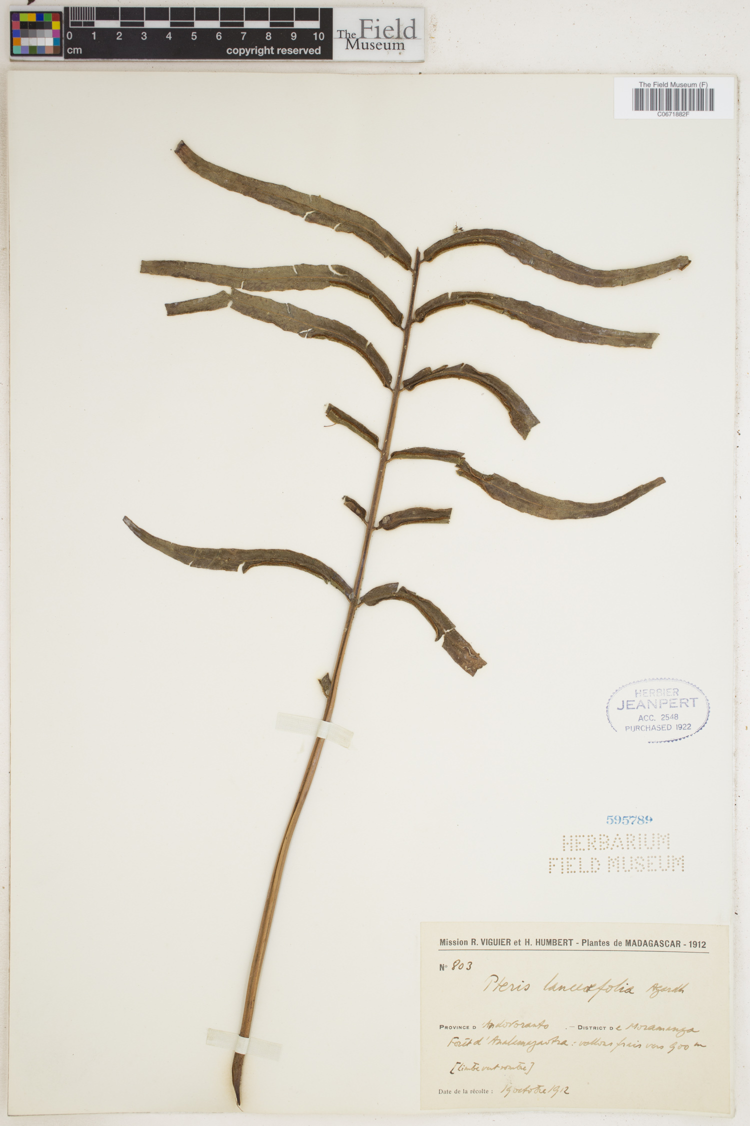 Pteris lancaefolia image