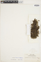 The Pteridological Collections Consortium: An integrative approach to pteridophyte diversity over the last 420 million years - funded by the National Science Foundation (Award No. 1802352)