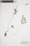 Anogramma chaerophylla image