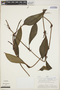Philodendron elaphoglossoides Schott, PERU, A. H. Gentry 21181, F