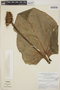 Philodendron fragrantissimum (Hook.) G. Don, Brazil, G. T. Prance 9618, F