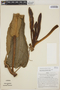 Philodendron herthae K. Krause, Peru, J. Schunke Vigo 4227, F