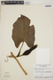Philodendron muricatum Schott, BRAZIL, G. T. Prance 3717, F