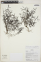 Oldenlandia cf. lancifolia (Schumach.) DC., Bolivia, N. Paniagua Z. 637, F