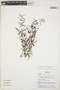 Oldenlandia lancifolia (Schumach.) DC., Bolivia, N. Paniagua Z. 657, F
