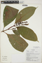 Palicourea huampamiensis (C. M. Taylor) C. M. Taylor, Ecuador, K. Romoleroux 2815, F