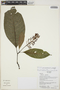 Palicourea premontana C. M. Taylor, Ecuador, K. Romoleroux 2586, F