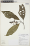 Palicourea premontana C. M. Taylor, Ecuador, K. Romoleroux 2621, F