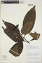 Palicourea punicea (Ruíz & Pav.) DC., Peru, D. N. Smith 1898, F