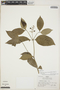 Palicourea racemosa (Aubl.) G. Nicholson, Peru, R. B. Foster 6311, F
