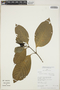 Palicourea racemosa (Aubl.) G. Nicholson, Peru, R. B. Foster 12181, F