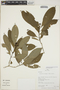 Palicourea racemosa (Aubl.) G. Nicholson, Peru, R. B. Foster 9981, F