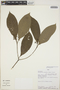 Palicourea racemosa (Aubl.) G. Nicholson, Peru, R. B. Foster 7847, F