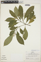 Palicourea racemosa (Aubl.) G. Nicholson, Peru, R. B. Foster 8086, F