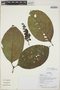 Palicourea stenostachya (Standl.) C. M. Taylor, Ecuador, G. Villa 1047, F
