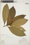 Palicourea subfusca (Müll. Arg.) C. M. Taylor, Peru, R. B. Foster 5784, F