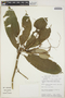 Palicourea lewisiorum vel aff. C. M. Taylor, Peru, J. Salick 7034, F
