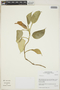 Philodendron Schott, Peru, I. M. Sánchez Vega 9012, F