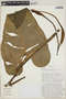 Philodendron sparreorum Croat, Ecuador, T. B. Croat 55555, F