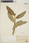 Philodendron Schott, BRAZIL, I. G. Jönsson 920a, F