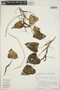 Philodendron Schott, PERU, F. Montes 22, F