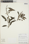 Philodendron Schott, PERU, J. Salick 7081, F
