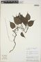 Philodendron Schott, PERU, J. Salick 7139, F