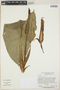 Philodendron Schott, PERU, J. Schunke Vigo 5937, F
