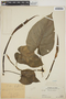 Philodendron Schott, PERU, Ll. Williams 6028, F