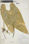 Anthurium breviscapum Kunth, Peru, R. B. Foster 10932, F