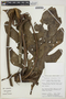 Anthurium clavigerum Poepp., Peru, J. Salick 7305, F