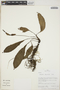 Anthurium decurrens Poepp., Peru, R. B. Foster 10680, F