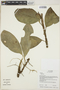 Anthurium Schott, Ecuador, R. B. Foster 13588, F
