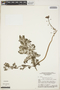 Utricularia foliosa L., BRAZIL, D. G. Campbell P22046, F