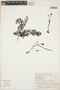 Utricularia foliosa L., BRAZIL, I. Cordeiro 974, F