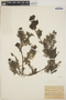 Utricularia foliosa L., BRAZIL, F. E. Drouet 2687, F