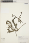 Utricularia foliosa L., PERU, J. Revilla 499, F
