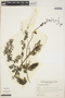 Utricularia foliosa L., ARGENTINA, M. M. Arbo 1367, F