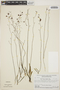 Utricularia hispida Lam., BRITISH GUIANA [Guyana], S. S. Tillett 43831, F