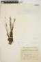 Utricularia neottioides A. St.-Hil. & Girard, BRAZIL, M. Barreto 1068, F