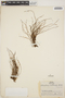 Utricularia neottioides A. St.-Hil. & Girard, BRAZIL, L. O. Williams 6562, F