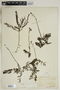 Utricularia macrorhiza Leconte, U.S.A., E. B. Uline, F