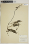 Utricularia foliosa L., U.S.A., G. V. Nash 248, F