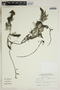 Utricularia foliosa L., U.S.A., N. C. Henderson 82-099, F