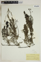 Utricularia foliosa L., U.S.A., J. P. Standley 405, F