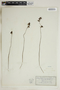 Utricularia cornuta Michx., U.S.A., J. T. Rothrock, F