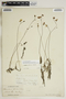 Utricularia gibba image