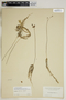 Utricularia gibba L., U.S.A., G. V. Nash 108, F