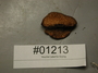 North American Mycological Foray 2018 - specimen # NAMA 2018-01213